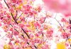 La primavera llega este martes a las 17.15 horas y tendrá 92 días