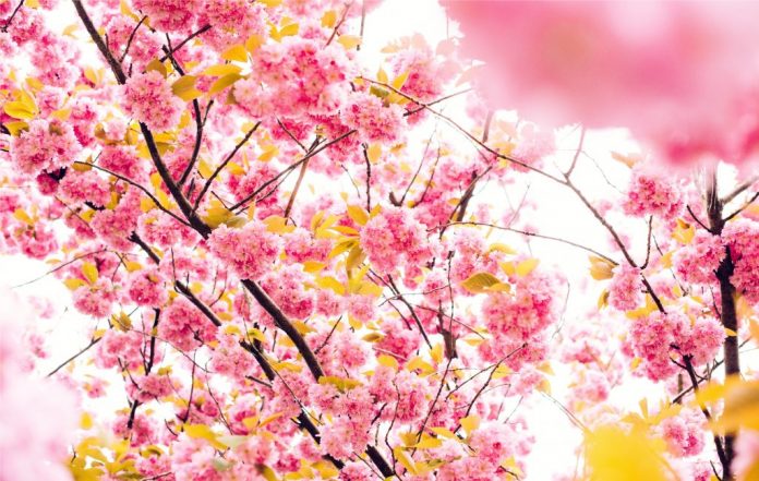 primavera